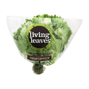 Living Leaves Crisp Lettuce Head