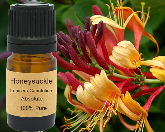 Honeysuckle Absolute 5 ml, 10 ml or 15 ml