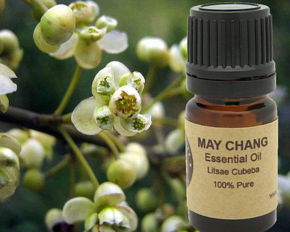 May Chang Essential Oil  15ml